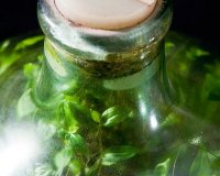 Î¦Ï…Ï„ÏŒ Ï€Î¿Ï… Î¶ÎµÎ¹ Ï‡Ï‰ÏÎ¯Ï‚ Î±Î­ÏÎ± ÎºÎ±Î¹ Î½ÎµÏÏŒ!live-in | Η Έξυπνη, Αντικειμενική και Εναλλακτική Ενημέρωση!