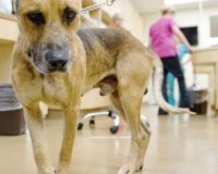 ÎšÎ±Ï„ÎµÏÎ¯Î½Î·: 17 ÏƒÏ…Î»Î»Î®ÏˆÎµÎ¹Ï‚ Î³Î¹Î± ÏƒÏ…Î¼Î¼ÎµÏ„Î¿Ï‡Î® ÏƒÎµ ÎºÏ…Î½Î¿Î¼Î±Ï‡Î¯ÎµÏ‚live-in | Η Έξυπνη, Αντικειμενική και Εναλλακτική Ενημέρωση!