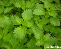 Î¤Î± Î¿Ï†Î­Î»Î· Ï„Î·Ï‚ Ï„ÏƒÎ¿Ï…ÎºÎ½Î¯Î´Î±Ï‚ ÏƒÏ„Î·Î½ Ï…Î³ÎµÎ¯Î± Ï„Î¿Ï… Î¿ÏÎ³Î±Î½Î¹ÏƒÎ¼Î¿Ï Î¼Î±Ï‚!live-in | Η Έξυπνη, Αντικειμενική και Εναλλακτική Ενημέρωση!