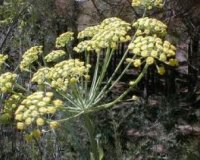 Î¤Î± Î¿Ï†Î­Î»Î· Ï„Î¿Ï… Î“Î»Ï…ÎºÎ¬Î½Î¹ÏƒÎ¿Ï… ÏƒÏ„Î¿Î½ Î¿ÏÎ³Î±Î½Î¹ÏƒÎ¼ÏŒ Î¼Î±Ï‚!live-in | Η Έξυπνη, Αντικειμενική και Εναλλακτική Ενημέρωση!