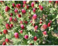 Î¤Î¹ ÎµÎ¯Î½Î±Î¹ Ï„Î± Ï†Ï…Ï„Î¿Î¿Î¹ÏƒÏ„ÏÎ¿Î³ÏŒÎ½Î± & Ï€Ï‰Ï‚ ÎµÏ€Î·ÏÎµÎ¬Î¶Î¿Ï…Î½ Ï„Î·Î½ Î»ÎµÎ¹Ï„Î¿Ï…ÏÎ³Î¯Î± Ï„Î¿Ï… Î¿ÏÎ³Î±Î½Î¹ÏƒÎ¼Î¿Ï;live-in | Η Έξυπνη, Αντικειμενική και Εναλλακτική Ενημέρωση!