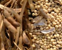 Î¤Î¹ ÎµÎ¯Î½Î±Î¹ Ï„Î± Ï†Ï…Ï„Î¿Î¿Î¹ÏƒÏ„ÏÎ¿Î³ÏŒÎ½Î± & Ï€Ï‰Ï‚ ÎµÏ€Î·ÏÎµÎ¬Î¶Î¿Ï…Î½ Ï„Î·Î½ Î»ÎµÎ¹Ï„Î¿Ï…ÏÎ³Î¯Î± Ï„Î¿Ï… Î¿ÏÎ³Î±Î½Î¹ÏƒÎ¼Î¿Ï;live-in | Η Έξυπνη, Αντικειμενική και Εναλλακτική Ενημέρωση!