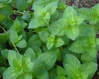 ÎœÎ­Î½Ï„Î± Î³Î¹Î± ÎµÎ½ÎµÏÎ³Î¿Ï€Î¿Î¯Î·ÏƒÎ· Ï„Î¿Ï… Î¼ÎµÏ„Î±Î²Î¿Î»Î¹ÏƒÎ¼Î¿Ïlive-in | Η Έξυπνη, Αντικειμενική και Εναλλακτική Ενημέρωση!