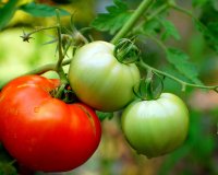 Î ÏŽÏ‚ Ï€ÏÎ­Ï€ÎµÎ¹ Î½Î± ÎºÎ±Ï„Î±Î½Î±Î»ÏŽÎ½ÎµÏ„Îµ Ï„Î·Î½ Î½Ï„Î¿Î¼Î¬Ï„Î±live-in | Η Έξυπνη, Αντικειμενική και Εναλλακτική Ενημέρωση!