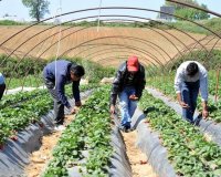 ÎÎ­Î± ÎœÎ±Î½Ï‰Î»Î¬Î´Î±: Î£Ï…Î½ÎµÎ»Î®Ï†Î¸Î·ÏƒÎ±Î½ Î¿Î¹ Ï„ÏÎµÎ¹Ï‚ ÎµÏ€Î¹ÏƒÏ„Î¬Ï„ÎµÏ‚ Ï€Î¿Ï… Ï€Ï…ÏÎ¿Î²ÏŒÎ»Î·ÏƒÎ±Î½ Î¼ÎµÏ„Î±Î½Î¬ÏƒÏ„ÎµÏ‚live-in | Η Έξυπνη, Αντικειμενική και Εναλλακτική Ενημέρωση!