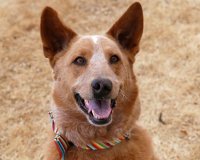 ÎŸ Î²Î¹Î¿Î½Î¹ÎºÏŒÏ‚ ÏƒÎºÏÎ»Î¿Ï‚ Î¼Îµ Ï„Î± Ï„Î­ÏƒÏƒÎµÏÎ± Ï€ÏÎ¿ÏƒÎ¸ÎµÏ„Î¹ÎºÎ¬ Î¼Î­Î»Î· (video)live-in | Η Έξυπνη, Αντικειμενική και Εναλλακτική Ενημέρωση!