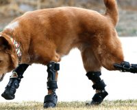 ÎŸ Î²Î¹Î¿Î½Î¹ÎºÏŒÏ‚ ÏƒÎºÏÎ»Î¿Ï‚ Î¼Îµ Ï„Î± Ï„Î­ÏƒÏƒÎµÏÎ± Ï€ÏÎ¿ÏƒÎ¸ÎµÏ„Î¹ÎºÎ¬ Î¼Î­Î»Î· (video)live-in | Η Έξυπνη, Αντικειμενική και Εναλλακτική Ενημέρωση!