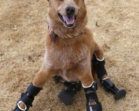 ÎŸ Î²Î¹Î¿Î½Î¹ÎºÏŒÏ‚ ÏƒÎºÏÎ»Î¿Ï‚ Î¼Îµ Ï„Î± Ï„Î­ÏƒÏƒÎµÏÎ± Ï€ÏÎ¿ÏƒÎ¸ÎµÏ„Î¹ÎºÎ¬ Î¼Î­Î»Î· (video)live-in | Η Έξυπνη, Αντικειμενική και Εναλλακτική Ενημέρωση!