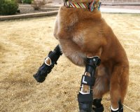 ÎŸ Î²Î¹Î¿Î½Î¹ÎºÏŒÏ‚ ÏƒÎºÏÎ»Î¿Ï‚ Î¼Îµ Ï„Î± Ï„Î­ÏƒÏƒÎµÏÎ± Ï€ÏÎ¿ÏƒÎ¸ÎµÏ„Î¹ÎºÎ¬ Î¼Î­Î»Î· (video)live-in | Η Έξυπνη, Αντικειμενική και Εναλλακτική Ενημέρωση!