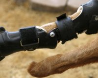 ÎŸ Î²Î¹Î¿Î½Î¹ÎºÏŒÏ‚ ÏƒÎºÏÎ»Î¿Ï‚ Î¼Îµ Ï„Î± Ï„Î­ÏƒÏƒÎµÏÎ± Ï€ÏÎ¿ÏƒÎ¸ÎµÏ„Î¹ÎºÎ¬ Î¼Î­Î»Î· (video)live-in | Η Έξυπνη, Αντικειμενική και Εναλλακτική Ενημέρωση!