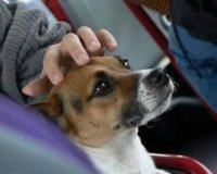 Î•Î»ÎµÏÎ¸ÎµÏÎ· Î· Î¼ÎµÏ„Î±Ï†Î¿ÏÎ¬ Î¶ÏŽÏ‰Î½ Î¼Îµ ÎšÎ¤Î•Î› . Î¥Ï€Î¿Ï‡ÏÎµÏ‰Ï„Î¹ÎºÎ¬ ÎµÎ½Ï„ÏŒÏ‚ Ï„Î¿Ï… Ï‡ÏŽÏÎ¿Ï… ÎµÏ€Î¹Î²Î±Ï„ÏŽÎ½.live-in | Η Έξυπνη, Αντικειμενική και Εναλλακτική Ενημέρωση!