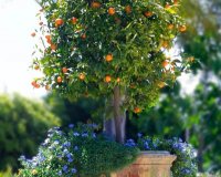 Î™Î´Î­ÎµÏ‚ Î³Î¹Î± Ï„Î¿ Ï€Ï‰Ï‚ Î½Î± Î¼ÎµÎ³Î±Î»ÏŽÏƒÏ„Îµ Î´Î­Î½Ï„ÏÎ± Î¼Îµ Ï†ÏÎ¿ÏÏ„Î± ÏƒÎµ Î³Î»Î¬ÏƒÏ„ÏÎµÏ‚live-in | Η Έξυπνη, Αντικειμενική και Εναλλακτική Ενημέρωση!