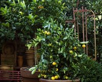 Î™Î´Î­ÎµÏ‚ Î³Î¹Î± Ï„Î¿ Ï€Ï‰Ï‚ Î½Î± Î¼ÎµÎ³Î±Î»ÏŽÏƒÏ„Îµ Î´Î­Î½Ï„ÏÎ± Î¼Îµ Ï†ÏÎ¿ÏÏ„Î± ÏƒÎµ Î³Î»Î¬ÏƒÏ„ÏÎµÏ‚live-in | Η Έξυπνη, Αντικειμενική και Εναλλακτική Ενημέρωση!