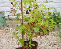 Î™Î´Î­ÎµÏ‚ Î³Î¹Î± Ï„Î¿ Ï€Ï‰Ï‚ Î½Î± Î¼ÎµÎ³Î±Î»ÏŽÏƒÏ„Îµ Î´Î­Î½Ï„ÏÎ± Î¼Îµ Ï†ÏÎ¿ÏÏ„Î± ÏƒÎµ Î³Î»Î¬ÏƒÏ„ÏÎµÏ‚live-in | Η Έξυπνη, Αντικειμενική και Εναλλακτική Ενημέρωση!