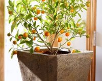 Î™Î´Î­ÎµÏ‚ Î³Î¹Î± Ï„Î¿ Ï€Ï‰Ï‚ Î½Î± Î¼ÎµÎ³Î±Î»ÏŽÏƒÏ„Îµ Î´Î­Î½Ï„ÏÎ± Î¼Îµ Ï†ÏÎ¿ÏÏ„Î± ÏƒÎµ Î³Î»Î¬ÏƒÏ„ÏÎµÏ‚live-in | Η Έξυπνη, Αντικειμενική και Εναλλακτική Ενημέρωση!