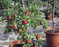 Î™Î´Î­ÎµÏ‚ Î³Î¹Î± Ï„Î¿ Ï€Ï‰Ï‚ Î½Î± Î¼ÎµÎ³Î±Î»ÏŽÏƒÏ„Îµ Î´Î­Î½Ï„ÏÎ± Î¼Îµ Ï†ÏÎ¿ÏÏ„Î± ÏƒÎµ Î³Î»Î¬ÏƒÏ„ÏÎµÏ‚live-in | Η Έξυπνη, Αντικειμενική και Εναλλακτική Ενημέρωση!