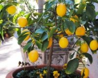 Î™Î´Î­ÎµÏ‚ Î³Î¹Î± Ï„Î¿ Ï€Ï‰Ï‚ Î½Î± Î¼ÎµÎ³Î±Î»ÏŽÏƒÏ„Îµ Î´Î­Î½Ï„ÏÎ± Î¼Îµ Ï†ÏÎ¿ÏÏ„Î± ÏƒÎµ Î³Î»Î¬ÏƒÏ„ÏÎµÏ‚live-in | Η Έξυπνη, Αντικειμενική και Εναλλακτική Ενημέρωση!