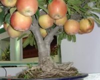 Î™Î´Î­ÎµÏ‚ Î³Î¹Î± Ï„Î¿ Ï€Ï‰Ï‚ Î½Î± Î¼ÎµÎ³Î±Î»ÏŽÏƒÏ„Îµ Î´Î­Î½Ï„ÏÎ± Î¼Îµ Ï†ÏÎ¿ÏÏ„Î± ÏƒÎµ Î³Î»Î¬ÏƒÏ„ÏÎµÏ‚live-in | Η Έξυπνη, Αντικειμενική και Εναλλακτική Ενημέρωση!