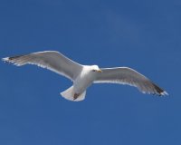 ÎŸ Î“Î»Î¬ÏÎ¿Ï‚ Î™Ï‰Î½Î¬Î¸Î±Î½ Î›Î¯Î²Î¹Î½Î³ÎºÏƒÏ„Î¿Î½live-in | Η Έξυπνη, Αντικειμενική και Εναλλακτική Ενημέρωση!