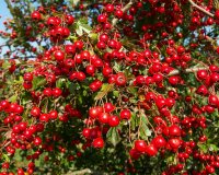 H ÏƒÎ¿ÏÏ€ÎµÏ Ï„ÏÎ¿Ï†Î® Ï…Ï€Î­Ï Ï„Î·Ï‚ Î±Î½Ï„Î¹Î³Î®ÏÎ±Î½ÏƒÎ·Ï‚ & Î¼Î±ÎºÏÎ¿Î¶Ï‰Î¯Î±Ï‚live-in | Η Έξυπνη, Αντικειμενική και Εναλλακτική Ενημέρωση!