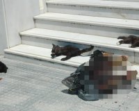 Î•Î¹ÎºÏŒÎ½ÎµÏ‚ Ï†ÏÎ¯ÎºÎ·Ï‚ ÏƒÏ„Î¿ ÎºÎ­Î½Ï„ÏÎ¿ Ï„Î·Ï‚ Î’Î­ÏÎ¿Î¹Î±Ï‚!live-in | Η Έξυπνη, Αντικειμενική και Εναλλακτική Ενημέρωση!