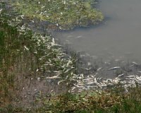 Î“Î­Î¼Î¹ÏƒÎµ Î½ÎµÎºÏÎ¬ ÏˆÎ¬ÏÎ¹Î± Î¿ Î Î·Î½ÎµÎ¹ÏŒÏ‚!live-in | Η Έξυπνη, Αντικειμενική και Εναλλακτική Ενημέρωση!