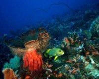 Î— Ï…Ï€ÎµÏÎ¹ÏŽÎ´Î·Ï‚ Î±ÎºÏ„Î¹Î½Î¿Î²Î¿Î»Î¯Î± ÏƒÎºÎ¿Ï„ÏŽÎ½ÎµÎ¹ Ï„Î· Î¸Î±Î»Î¬ÏƒÏƒÎ¹Î± Î¶Ï‰Î®live-in | Η Έξυπνη, Αντικειμενική και Εναλλακτική Ενημέρωση!