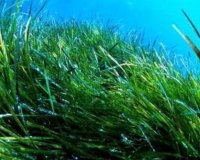 Î¦ÏÎºÎ¹Î±: ÎŸ Î´ÎµÎ¯ÎºÏ„Î·Ï‚ ÎºÎ±Î¸Î±ÏÏŒÏ„Î·Ï„Î±Ï‚ Ï„Î·Ï‚ Î¸Î¬Î»Î±ÏƒÏƒÎ±Ï‚!live-in | Η Έξυπνη, Αντικειμενική και Εναλλακτική Ενημέρωση!