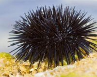 Î¤Î¹ ÎºÎ¬Î½Î¿Ï…Î¼Îµ Î±Î½ Ï€Î±Ï„Î®ÏƒÎ¿Ï…Î¼Îµ Î±Ï‡Î¹Î½ÏŒ.live-in | Η Έξυπνη, Αντικειμενική και Εναλλακτική Ενημέρωση!
