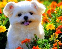 ÎŸÎ¹ 10 ÎµÏ…Ï‡Î­Ï‚ ÎµÎ½ÏŒÏ‚ ÏƒÎºÏÎ»Î¿Ï….live-in | Η Έξυπνη, Αντικειμενική και Εναλλακτική Ενημέρωση!