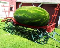 10 Ï€ÏÎ¬Î³Î¼Î±Ï„Î± Ï€Î¿Ï… Î´ÎµÎ½ Î¾Î­ÏÎµÏ„Îµ Î³Î¹Î± Ï„Î¿ ÎºÎ±ÏÏ€Î¿ÏÎ¶Î¹!live-in | Η Έξυπνη, Αντικειμενική και Εναλλακτική Ενημέρωση!