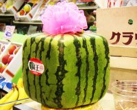 10 Ï€ÏÎ¬Î³Î¼Î±Ï„Î± Ï€Î¿Ï… Î´ÎµÎ½ Î¾Î­ÏÎµÏ„Îµ Î³Î¹Î± Ï„Î¿ ÎºÎ±ÏÏ€Î¿ÏÎ¶Î¹!live-in | Η Έξυπνη, Αντικειμενική και Εναλλακτική Ενημέρωση!