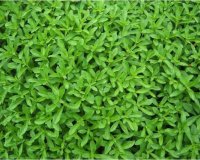 Î£Ï„Î­Î²Î¹Î± Ï„Î¿ Î±ÎºÎ¯Î½Î´Ï…Î½Î¿ Ï†Ï…Ï„ÏŒ Ï€Î¿Ï… Î±Î½Ï„Î¹ÎºÎ±Î¸Î¹ÏƒÏ„Î¬ Ï„Î· Î¶Î¬Ï‡Î±ÏÎ·live-in | Η Έξυπνη, Αντικειμενική και Εναλλακτική Ενημέρωση!