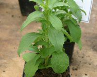 Î£Ï„Î­Î²Î¹Î± Ï„Î¿ Î±ÎºÎ¯Î½Î´Ï…Î½Î¿ Ï†Ï…Ï„ÏŒ Ï€Î¿Ï… Î±Î½Ï„Î¹ÎºÎ±Î¸Î¹ÏƒÏ„Î¬ Ï„Î· Î¶Î¬Ï‡Î±ÏÎ·live-in | Η Έξυπνη, Αντικειμενική και Εναλλακτική Ενημέρωση!