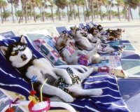 Î ÏŽÏ‚ Î½Î± Ï€ÏÎ¿ÏƒÏ„Î±Ï„ÎµÏÏƒÎµÏ„Îµ Ï„Î± ÎºÎ±Ï„Î¿Î¹ÎºÎ¯Î´Î¹Î¬ ÏƒÎ±Ï‚ Î±Ï€ÏŒ Ï„Î¿Î½ ÎºÎ±ÏÏƒÏ‰Î½Î±live-in | Η Έξυπνη, Αντικειμενική και Εναλλακτική Ενημέρωση!