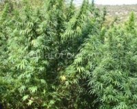 Î‘Ï€  Ï„Î¹Ï‚ ÎºÎ±Î»Î»Î¹Î­ÏÎ³ÎµÎ¹ÎµÏ‚ Ï‡Î±ÏƒÎ¯Ï‚ Ï„Î¿ 50% Ï„Î¿Ï… Î‘Î•Î  Ï„Î·Ï‚ Î‘Î»Î²Î±Î½Î¯Î±Ï‚live-in | Η Έξυπνη, Αντικειμενική και Εναλλακτική Ενημέρωση!