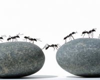 Î‘Ï€Î±Î»Î»Î¬Î¾Î¿Ï… Î±Ï€ÏŒ Ï„Î± Î¼Ï…ÏÎ¼Î®Î³ÎºÎ¹Î± Î¼Îµ 3 Î±Ï€Î»Î¬ tips!live-in | Η Έξυπνη, Αντικειμενική και Εναλλακτική Ενημέρωση!