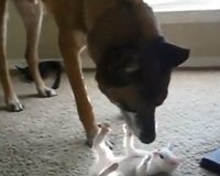 Î£Î±ÏÏŽÎ½ÎµÎ¹ ÏƒÏ„Î¿ YouTube: Î£Ï„ÏÎ±Ï„Î¹Ï‰Ï„Î¹ÎºÏŒÏ‚ ÏƒÎºÏÎ»Î¿Ï‚ Î³Î¯Î½ÎµÏ„Î±Î¹ Ï†Î¯Î»Î¿Ï‚ Î¼Îµ Î­Î½Î± Î³Î±Ï„Î¬ÎºÎ¹live-in | Η Έξυπνη, Αντικειμενική και Εναλλακτική Ενημέρωση!