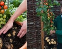 Î‘Î½Î±Ï€Ï„ÏÏ‡Î¸Î·ÎºÎµ Ï†Ï…Ï„ÏŒ Ï€Î¿Ï… Ï€Î±ÏÎ¬Î³ÎµÎ¹ Î½Ï„Î¿Î¼Î¬Ï„ÎµÏ‚ ÎºÎ±Î¹ Ï€Î±Ï„Î¬Ï„ÎµÏ‚ Ï„Î±Ï…Ï„ÏŒÏ‡ÏÎ¿Î½Î±!live-in | Η Έξυπνη, Αντικειμενική και Εναλλακτική Ενημέρωση!