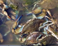 Î‘Ï…Î¾Î¬Î½ÎµÏ„Î±Î¹ Î¿ Ï€Î»Î·Î¸Ï…ÏƒÎ¼ÏŒÏ‚ Ï„Î¿Ï… Î¼Ï€Î»Îµ ÎºÎ±Î²Î¿Ï…ÏÎ¹Î¿Ï ÏƒÏ„Î¿Î½  ÎŒÏÎ¼Î¿ ÎœÎµÎ¸ÏŽÎ½Î·Ï‚ Î Î¹ÎµÏÎ¯Î±Ï‚!live-in | Η Έξυπνη, Αντικειμενική και Εναλλακτική Ενημέρωση!