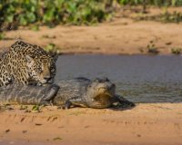 ÎšÎ±ÏÎ­ - ÎºÎ±ÏÎ­ Î· ÎµÏ€Î¯Î¸ÎµÏƒÎ· jaguar ÏƒÎµ ÎºÏÎ¿ÎºÏŒÎ´ÎµÎ¹Î»Î¿.live-in | Η Έξυπνη, Αντικειμενική και Εναλλακτική Ενημέρωση!
