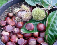 ÎšÎ¬ÏƒÏ„Î±Î½Î±: Î§ÎµÎ¹Î¼ÎµÏÎ¹Î½ÏŒ Î³ÎµÏ…ÏƒÏ„Î¹ÎºÏŒ ÏƒÎ½Î±Îº!live-in | Η Έξυπνη, Αντικειμενική και Εναλλακτική Ενημέρωση!