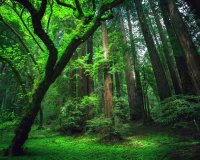 Î Î¬Î½Ï‰ Î±Ï€ÏŒ 390 Î´Î¹ÏƒÎµÎºÎ±Ï„Î¿Î¼Î¼ÏÏÎ¹Î± Î´Î­Î½Ï„ÏÎ± ÏƒÏ„Î¿Î½ Î‘Î¼Î±Î¶ÏŒÎ½Î¹Î¿!live-in | Η Έξυπνη, Αντικειμενική και Εναλλακτική Ενημέρωση!