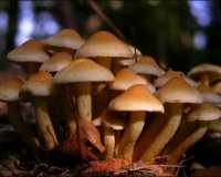 OÎ¹ 8 Ï„ÏÎ¿Ï†Î­Ï‚ Ï€Î¿Ï… Î±Î½ÎµÎ²Î¬Î¶Î¿Ï…Î½ Ï„Î¿ ÎºÎ­Ï†Î¹ ÎºÎ±Î¹ Î´Î¹ÏŽÏ‡Î½Î¿Ï…Î½ Ï„Î·Î½ ÎºÎ±Ï„Î¬Î¸Î»Î¹ÏˆÎ·live-in | Η Έξυπνη, Αντικειμενική και Εναλλακτική Ενημέρωση!