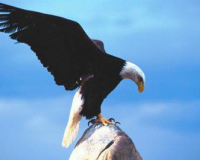 Î‘Ï€Î¯ÏƒÏ„ÎµÏ…Ï„Î¿ Î²Î¯Î½Ï„ÎµÎ¿: Î‘ÎµÏ„ÏŒÏ‚ ÎºÏ…Î½Î·Î³Î¬ÎµÎ¹ Î±Î³ÏÎ¹Î¿ÎºÎ¬Ï„ÏƒÎ¹ÎºÎ±live-in | Η Έξυπνη, Αντικειμενική και Εναλλακτική Ενημέρωση!