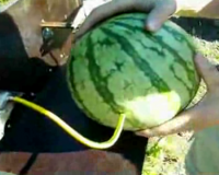 Î¤Î¹ Ï€Î±Î¸Î±Î¯Î½ÎµÎ¹ Ï„Î¿ ÎºÎ±ÏÏ€Î¿ÏÎ¶Î¹ ÏŒÏ„Î±Î½ Ï„Î¿ Î´Î¹Î±Ï€ÎµÏÎ¬ÏƒÎµÎ¹ Î·Î»ÎµÎºÏ„ÏÎ¹ÎºÏŒ ÏÎµÏÎ¼Î±;live-in | Η Έξυπνη, Αντικειμενική και Εναλλακτική Ενημέρωση!