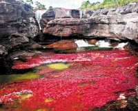 Cano Cristales, Ï„Î¿ Ï€Î¿Ï„Î¬Î¼Î¹ Ï€Î¿Ï… Î¾ÎµÎºÎ¹Î½Î¬ÎµÎ¹ Î±Ï€â€™ Ï„Î¿Î½ Ï€Î±ÏÎ¬Î´ÎµÎ¹ÏƒÎ¿!live-in | Η Έξυπνη, Αντικειμενική και Εναλλακτική Ενημέρωση!