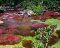 Cano Cristales, Ï„Î¿ Ï€Î¿Ï„Î¬Î¼Î¹ Ï€Î¿Ï… Î¾ÎµÎºÎ¹Î½Î¬ÎµÎ¹ Î±Ï€â€™ Ï„Î¿Î½ Ï€Î±ÏÎ¬Î´ÎµÎ¹ÏƒÎ¿!live-in | Η Έξυπνη, Αντικειμενική και Εναλλακτική Ενημέρωση!