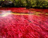 Cano Cristales, Ï„Î¿ Ï€Î¿Ï„Î¬Î¼Î¹ Ï€Î¿Ï… Î¾ÎµÎºÎ¹Î½Î¬ÎµÎ¹ Î±Ï€â€™ Ï„Î¿Î½ Ï€Î±ÏÎ¬Î´ÎµÎ¹ÏƒÎ¿!live-in | Η Έξυπνη, Αντικειμενική και Εναλλακτική Ενημέρωση!