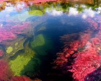 Cano Cristales, Ï„Î¿ Ï€Î¿Ï„Î¬Î¼Î¹ Ï€Î¿Ï… Î¾ÎµÎºÎ¹Î½Î¬ÎµÎ¹ Î±Ï€â€™ Ï„Î¿Î½ Ï€Î±ÏÎ¬Î´ÎµÎ¹ÏƒÎ¿!live-in | Η Έξυπνη, Αντικειμενική και Εναλλακτική Ενημέρωση!